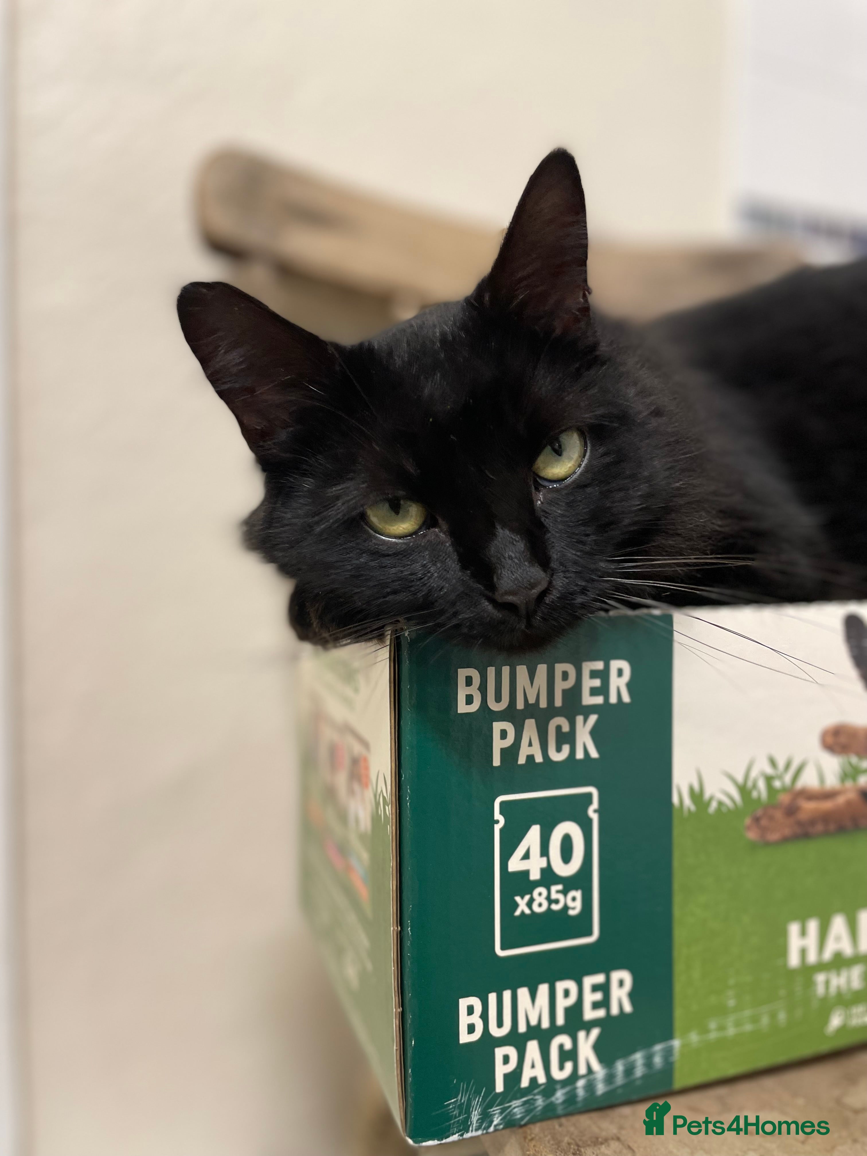 Domestic Shorthair cats Zara, 4 year old female neutered  - Advert 1