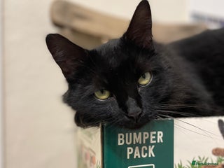 Domestic Shorthair cats Zara, 4 year old female neutered - Advert 18