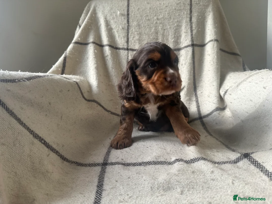 Cocker Spaniel dogs for sale: Working cocker spaniel puppies - Advert 19