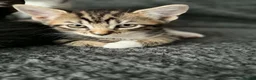 Bengal cats for sale: Bengal mix bread kittens  - Advert 9