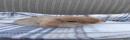 Mini Lop rabbits for sale: Mini lop baby girls and 4 month buck - Advert 1