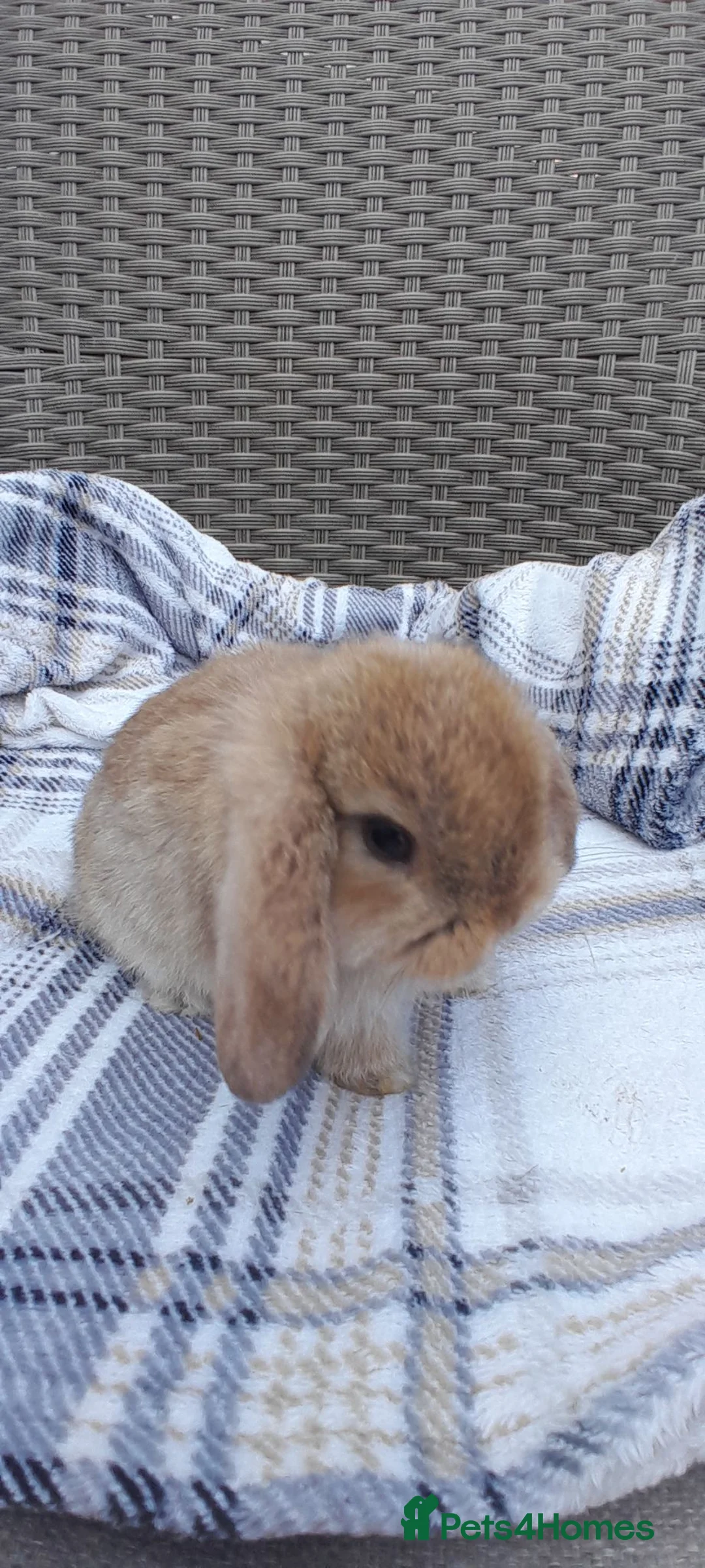 Mini Lop rabbits for sale: Mini lop baby girls and 4 month buck - Advert 1
