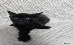Mixed Breed cats for sale: Kittens for sale - Image 7