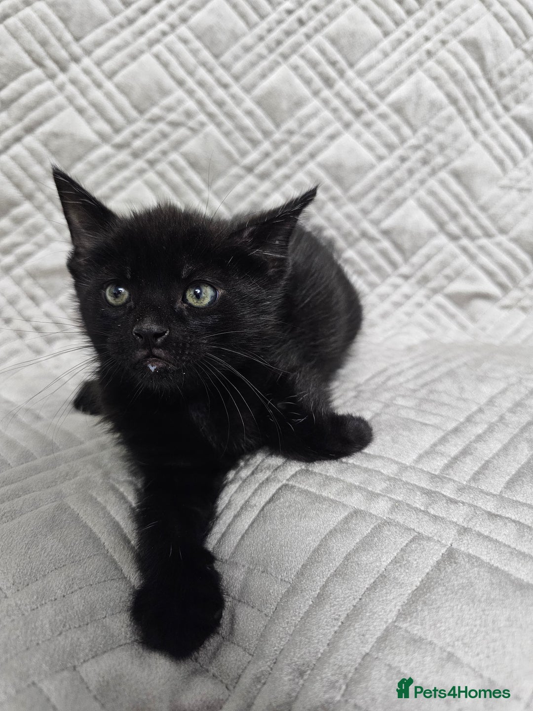 Mixed Breed cats for sale: Kittens for sale - Image 7