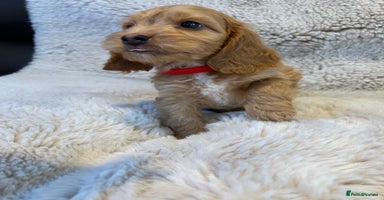 Cockapoo dogs - Advert 16