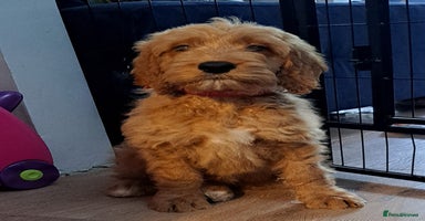 Goldendoodle dogs - Advert 3