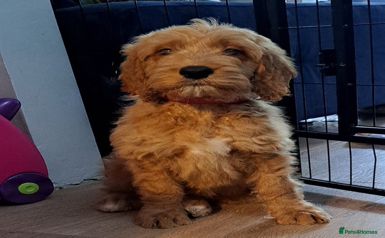 Goldendoodle dogs - Advert 2