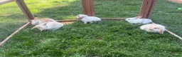 Mini Lop rabbits for sale: Adorable mini lop rabbits for sale ❤️ - Advert 10