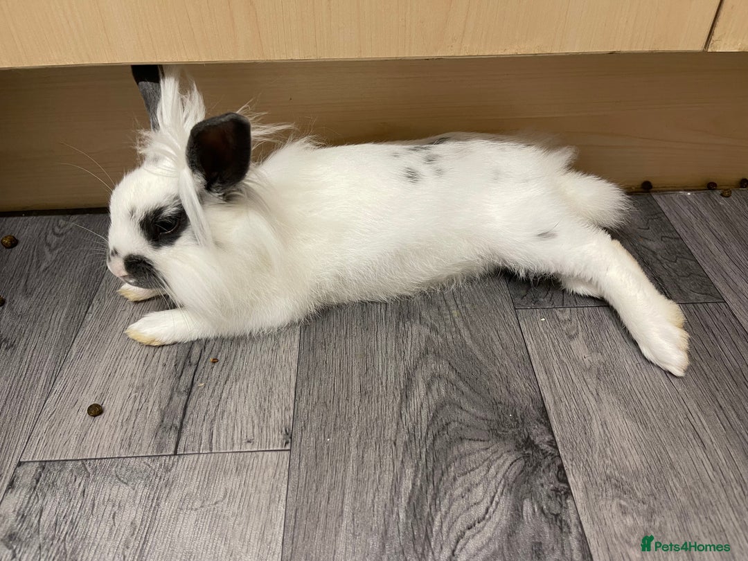 Mixed Breed rabbits for sale: Male and female neutered rabbits - Advert 4