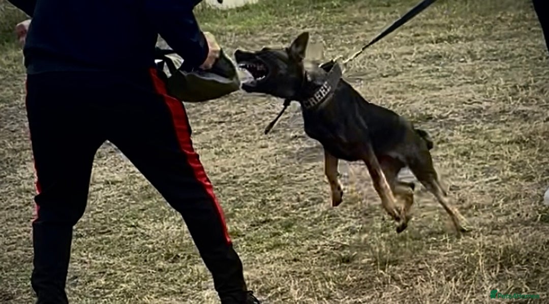 Belgian Shepherd Dog dogs for sale: Working Dutch herder puppy  - Image 4