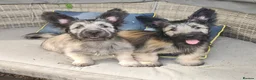 Skye Terrier dogs for sale: Two Beautiful Skye Terrier Puppies  - Advert 11