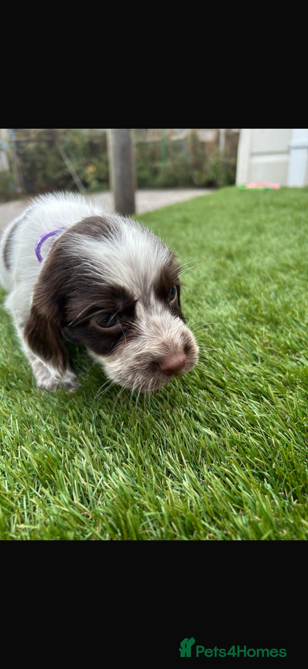 Cocker Spaniel dogs for sale: Cocker spaniel puppies 6girls 1boy ready now - Image 6