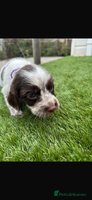 Cocker Spaniel dogs Cocker spaniel puppies3girls1boy ready to go - Advert 6