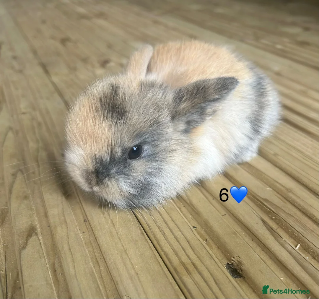 Mini Lop rabbits for sale: 6 pure mini lops - Advert 5