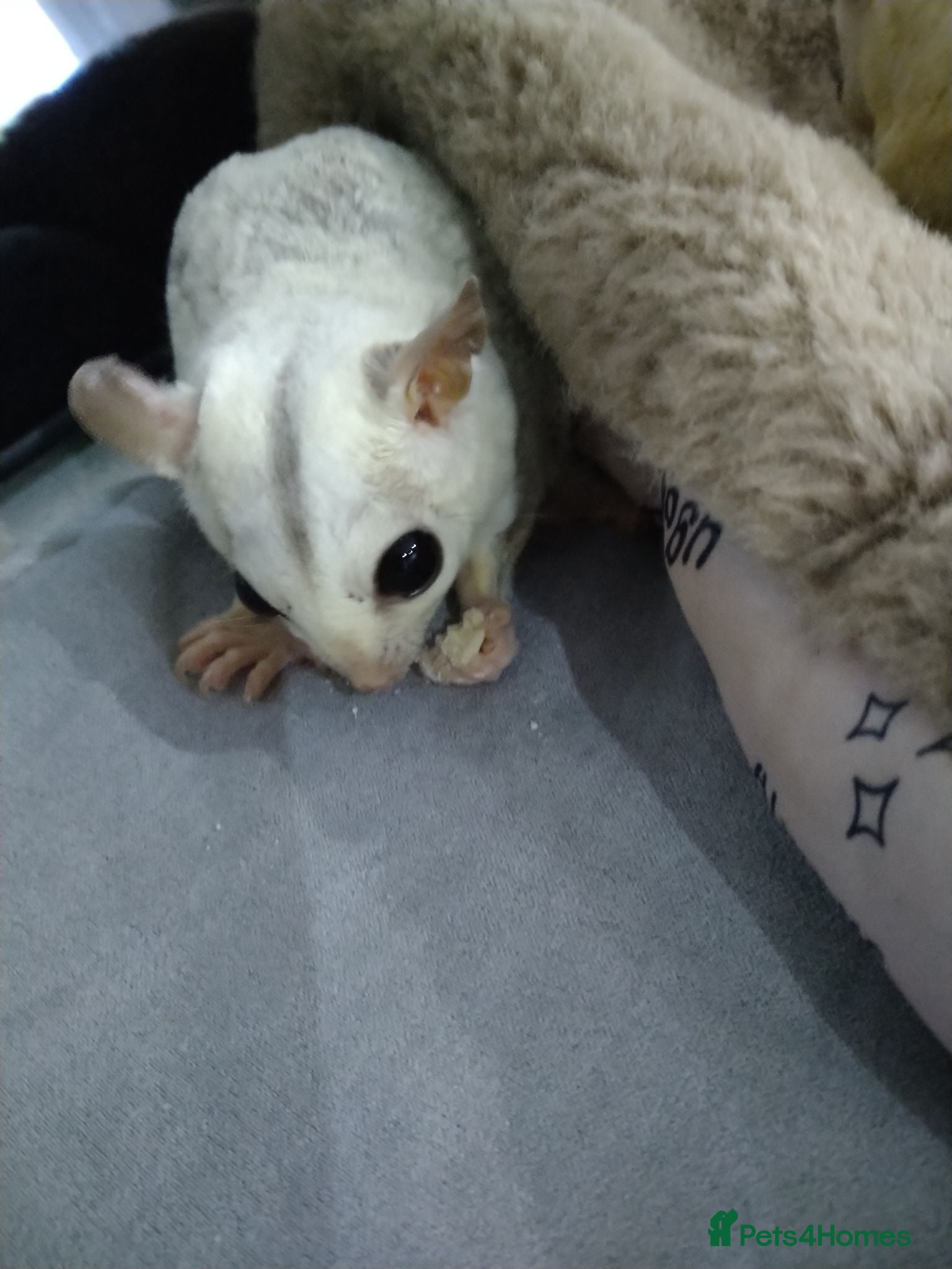 Sugar Glider rodents Platinum and creamino breeding pair  - Advert 9