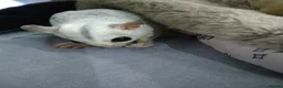 Sugar Glider rodents for sale: Platinum and creamino breeding pair  - Advert 1