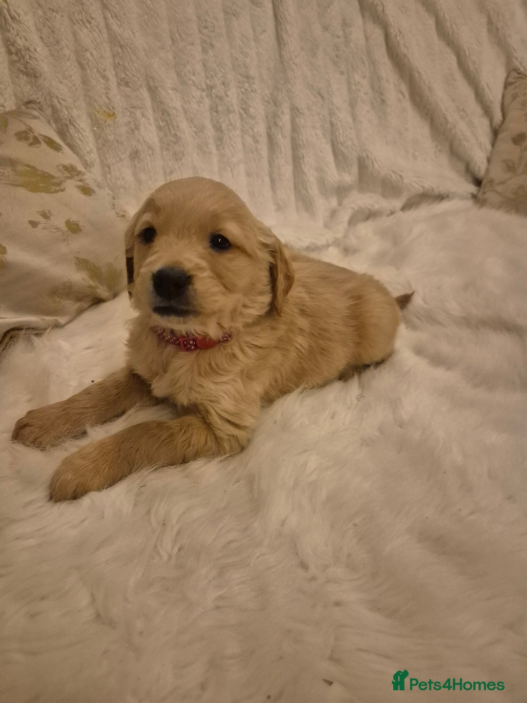 Golden Retriever dogs for sale: KC registered dark red golden retrievers - Advert 19
