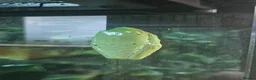 Frog reptiles for sale: Various frogs at Pets parade ltd - Advert 4