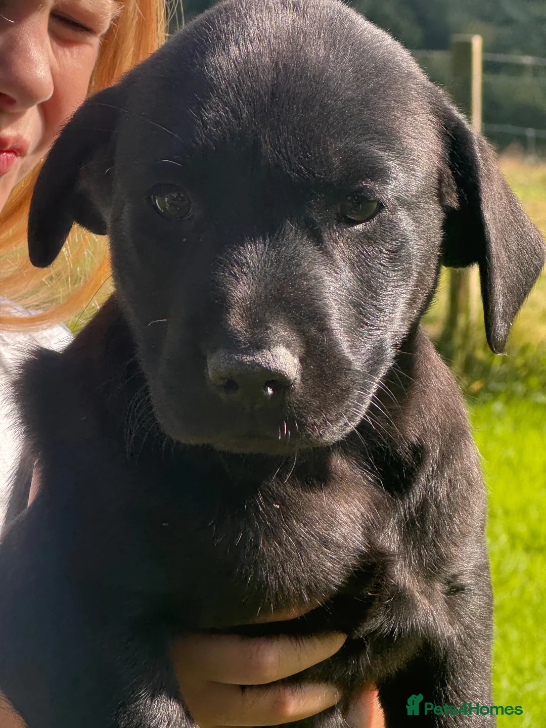 Labrador Retriever dogs for sale: Beautiful Kennel Club Registered Labradors Puppies - Advert 20