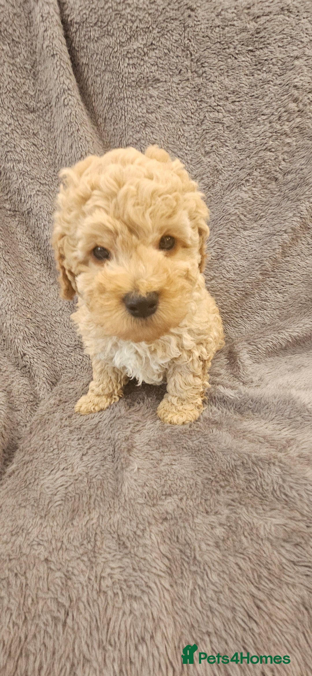 Toy Poodle dogs for sale: Beautiful Toy Poodle Puppies - Advert 17