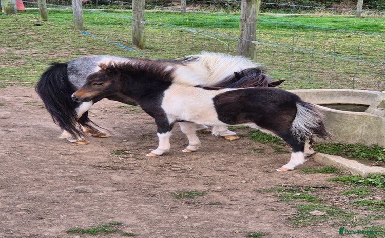 Shetland pony horses in Launceston - Advert 1