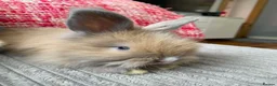 Lionhead rabbits for sale: English Full Face Angora Kits - Advert 9