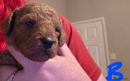 Cockapoo dogs for sale: Cockapoo puppies - Advert 7