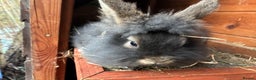 Lionhead rabbits for sale: Last 2 lionhead baby boys - Advert 18