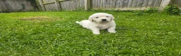 Golden Retriever dogs for sale: Golden Retriever Puppies  - Advert 21