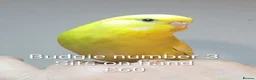 Budgerigars birds for sale: Superb home bred beautifully coloured baby budgies - Advert 3