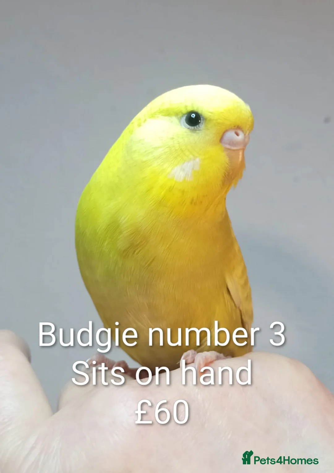 Budgerigars birds for sale: Superb home bred beautifully coloured baby budgies - Advert 3