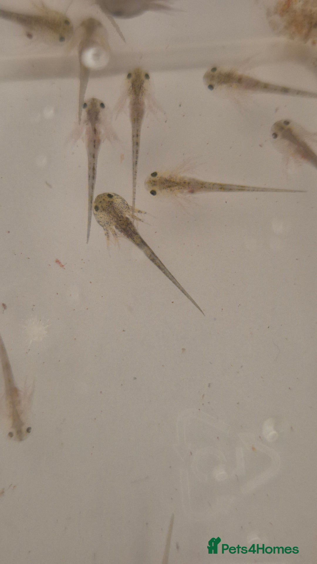 Other/Mixed Breed fish for sale: Axolotl hatchlings - Advert 2