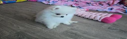 Pomeranian dogs for sale: KC Tiny Fully vaccinated gorgeous White Pomeranian - Advert 14