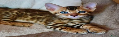 Bengal 2