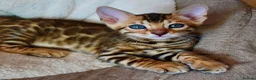 Bengal cats for sale: Beautiful Bengal kittens - Advert 16