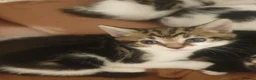 Mixed Breed cats for sale: Sweet Kittens Raised with Love and Children - Advert 19