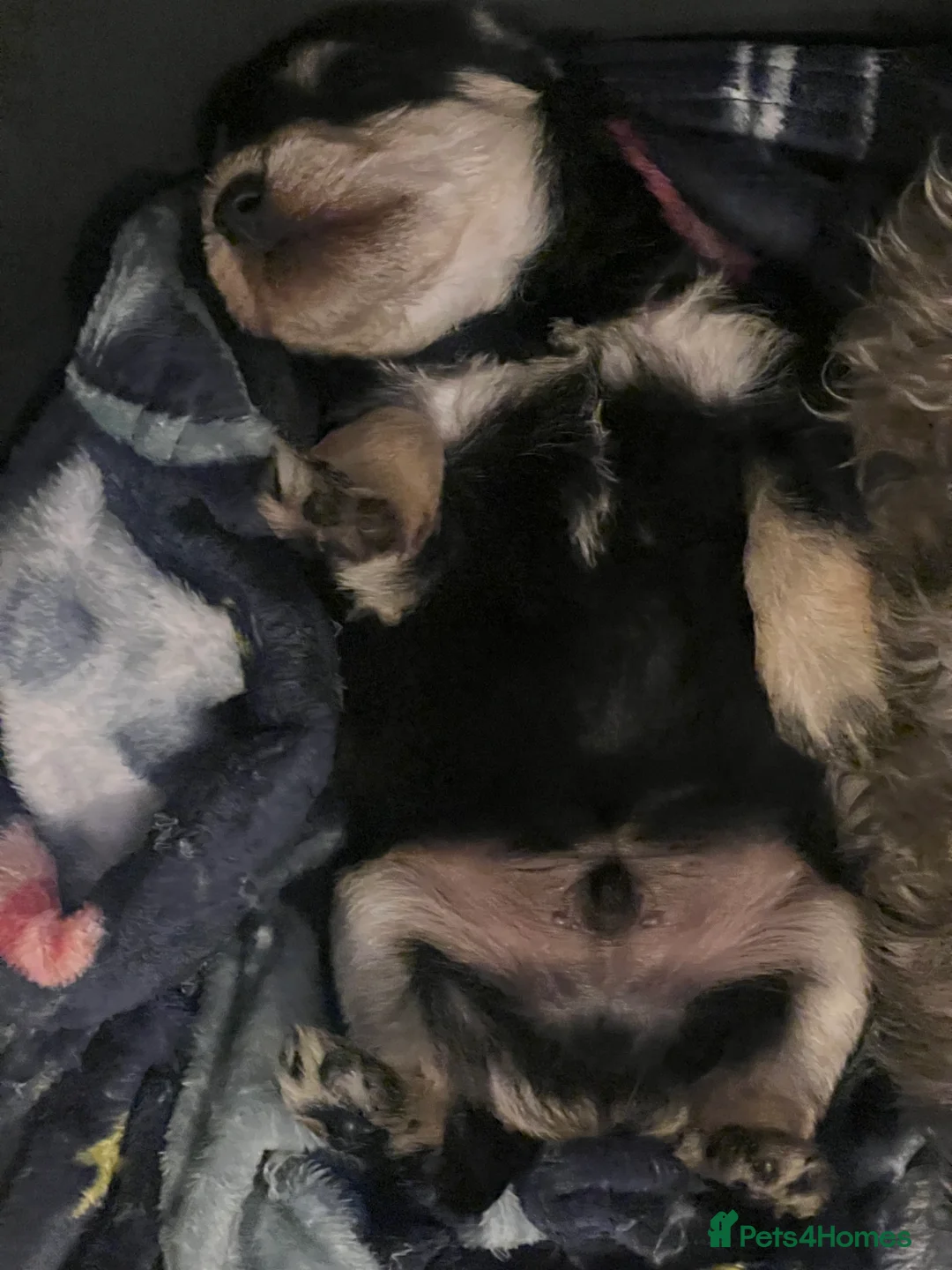 Miniature Schnauzer dogs for sale: 💙🐾Stanley🐾💙The Schnauzer/Schnoodle🐾💙 - Advert 1