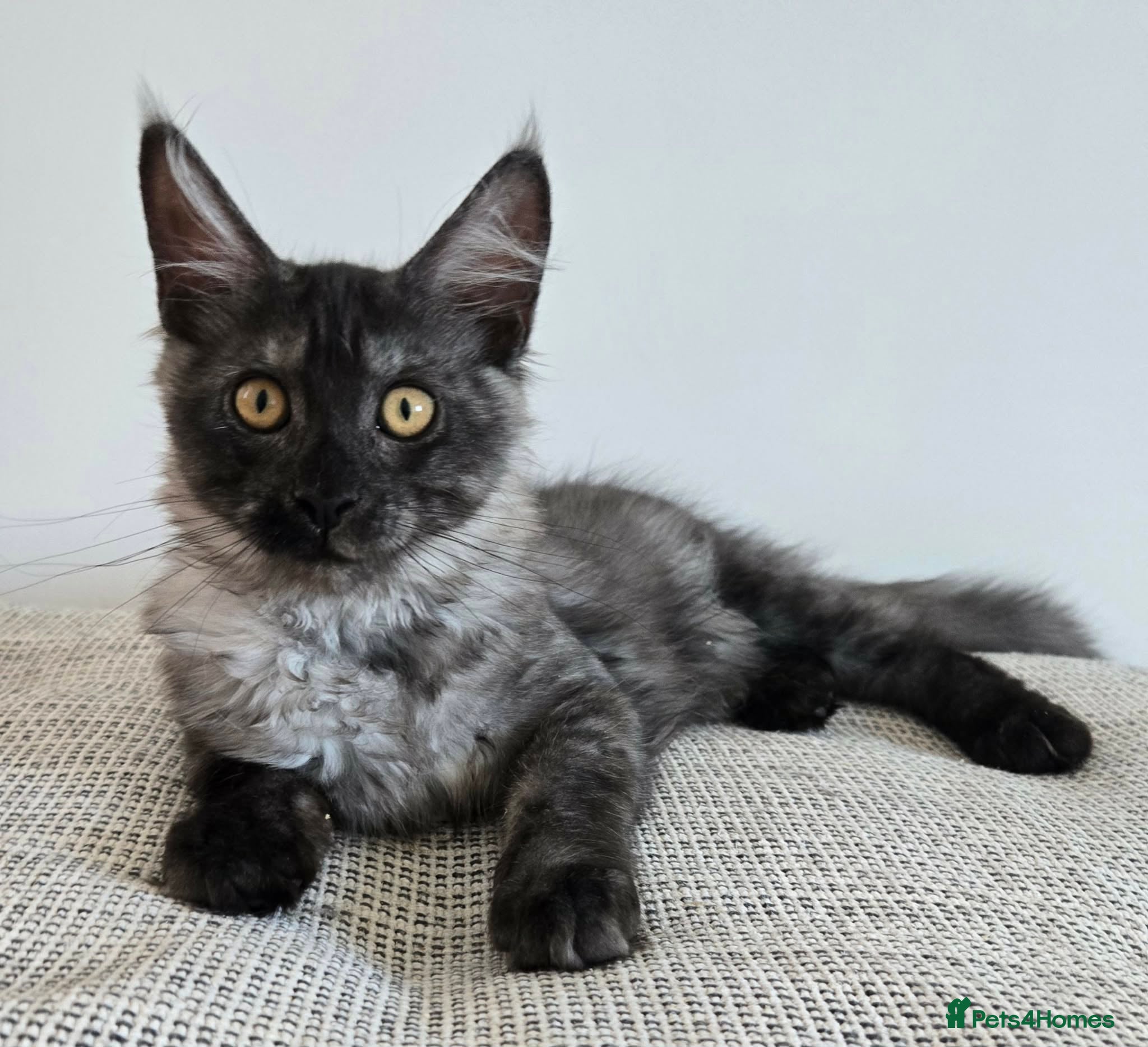 Maine Coon cats Last Maine coon girl. - Advert 1
