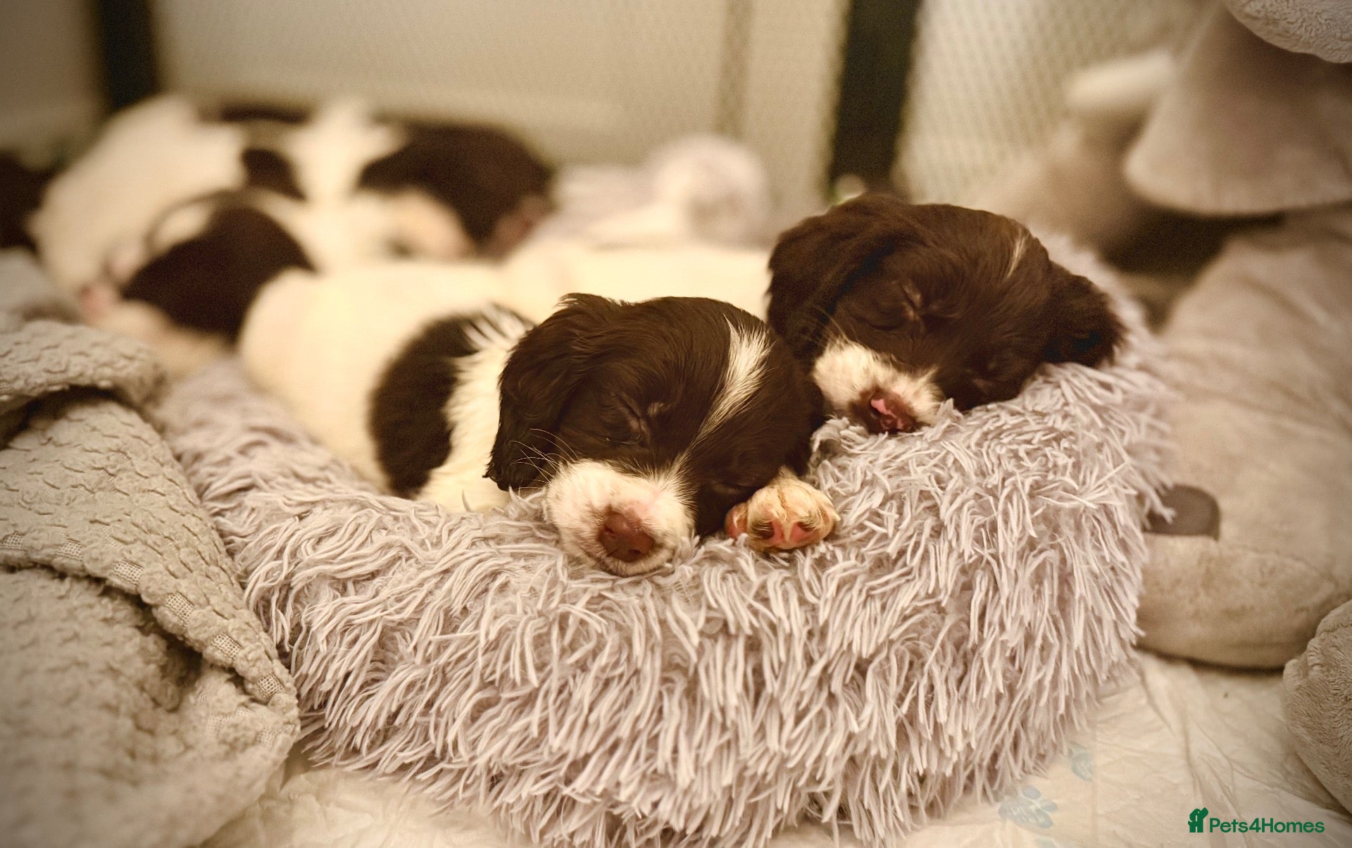 Cocker Spaniel dogs Cocker spaniel puppies ready for forever home - Advert 3