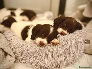 Cocker Spaniel dogs Cocker spaniel puppies ready for forever home - Advert 3