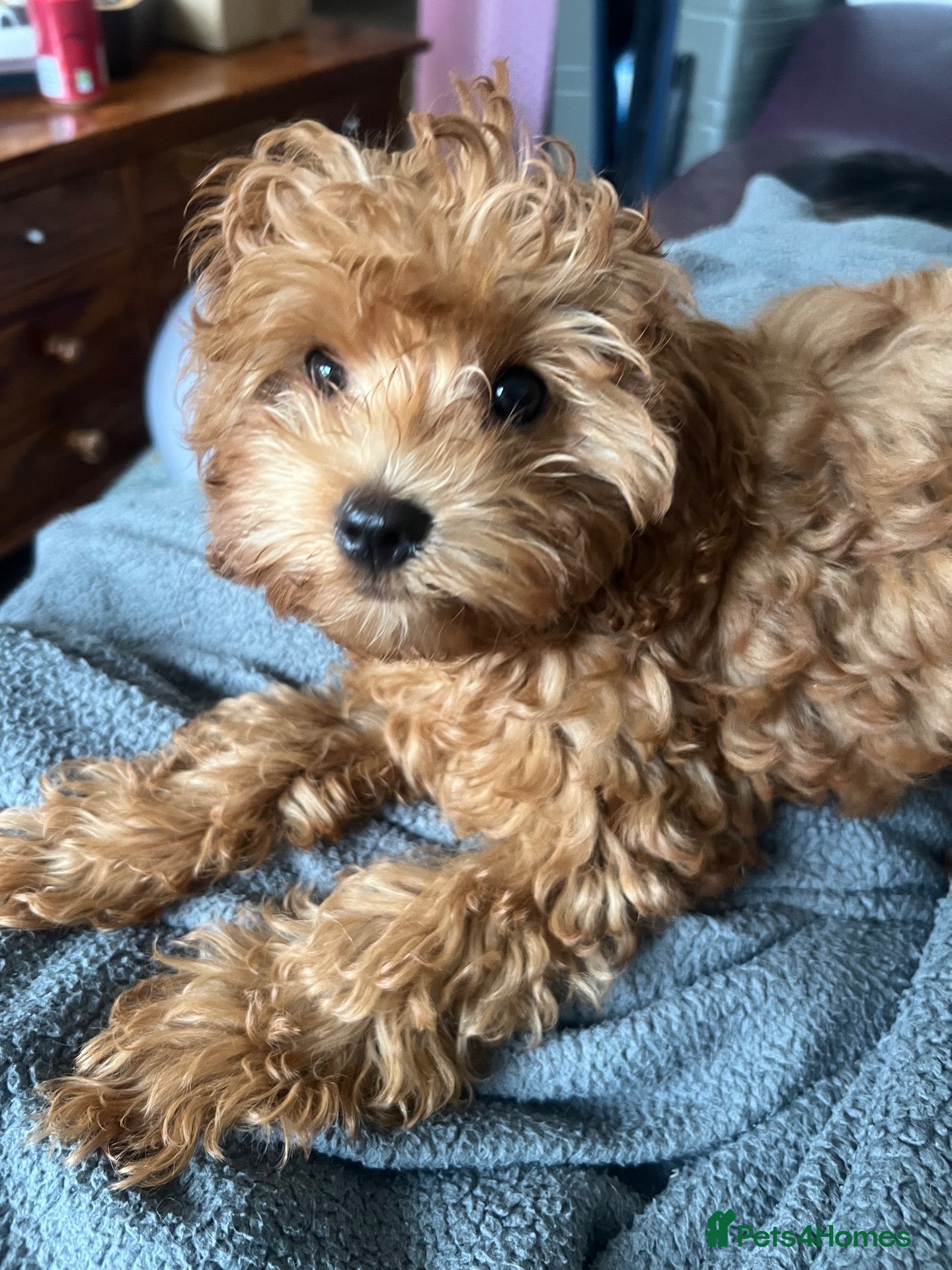 Cavapoo dogs Toy red teddy bear F1B Cavapoos by Asian toy dad - Advert 1