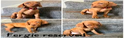 Hungarian Vizsla dogs for sale: 1 x KC registered Hungarian vizsla puppy £1600 - Advert 28