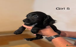 Cocker Spaniel dogs for sale: Beautiful cocker spaniel puppies ready now - Advert 7