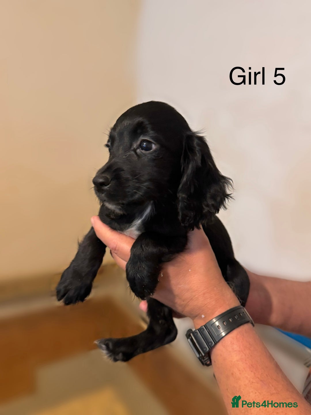 Cocker Spaniel dogs for sale: Beautiful cocker spaniel puppies ready now - Advert 7