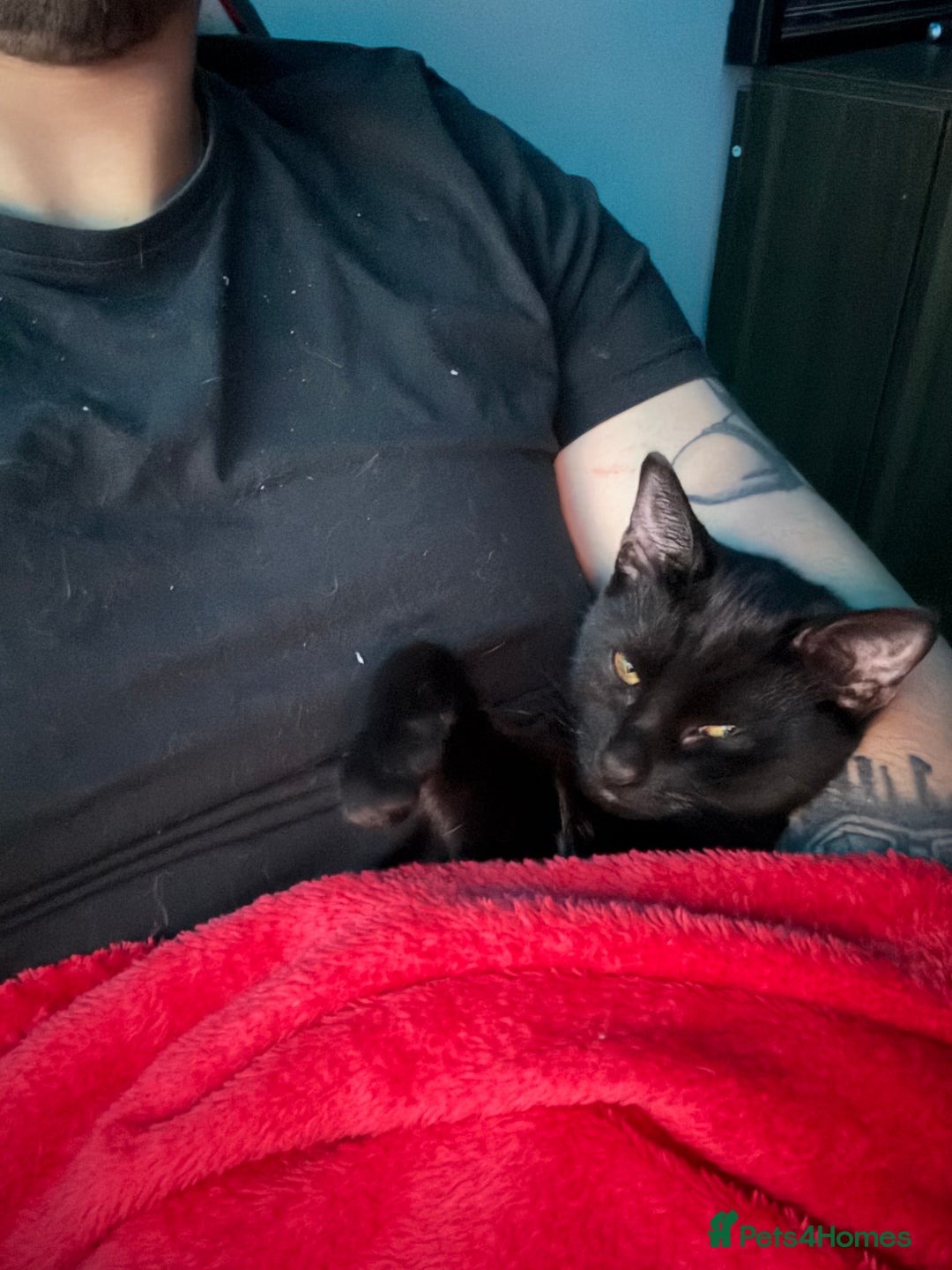 Mixed Breed cats for sale: Kimchi looking for a warm home - Advert 4