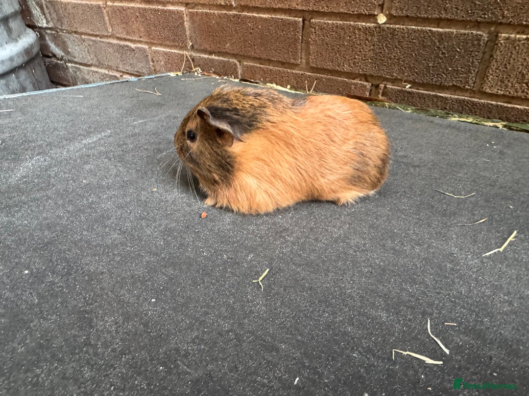 Guinea Pig rodents for sale: Stunning baby male guinea pigs  - Image 5