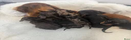 Miniature Dachshund dogs for sale: beautiful minature dapple dachshund puppies  in Pulborough - Advert 2