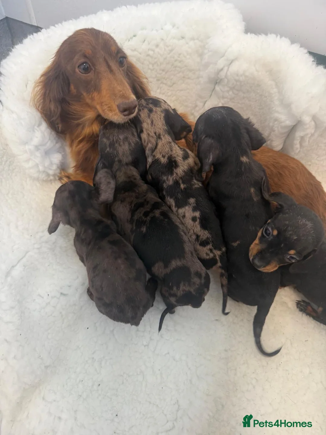 Miniature Dachshund dogs for sale: beautiful minature dapple dachshund puppies  in Pulborough - Advert 2