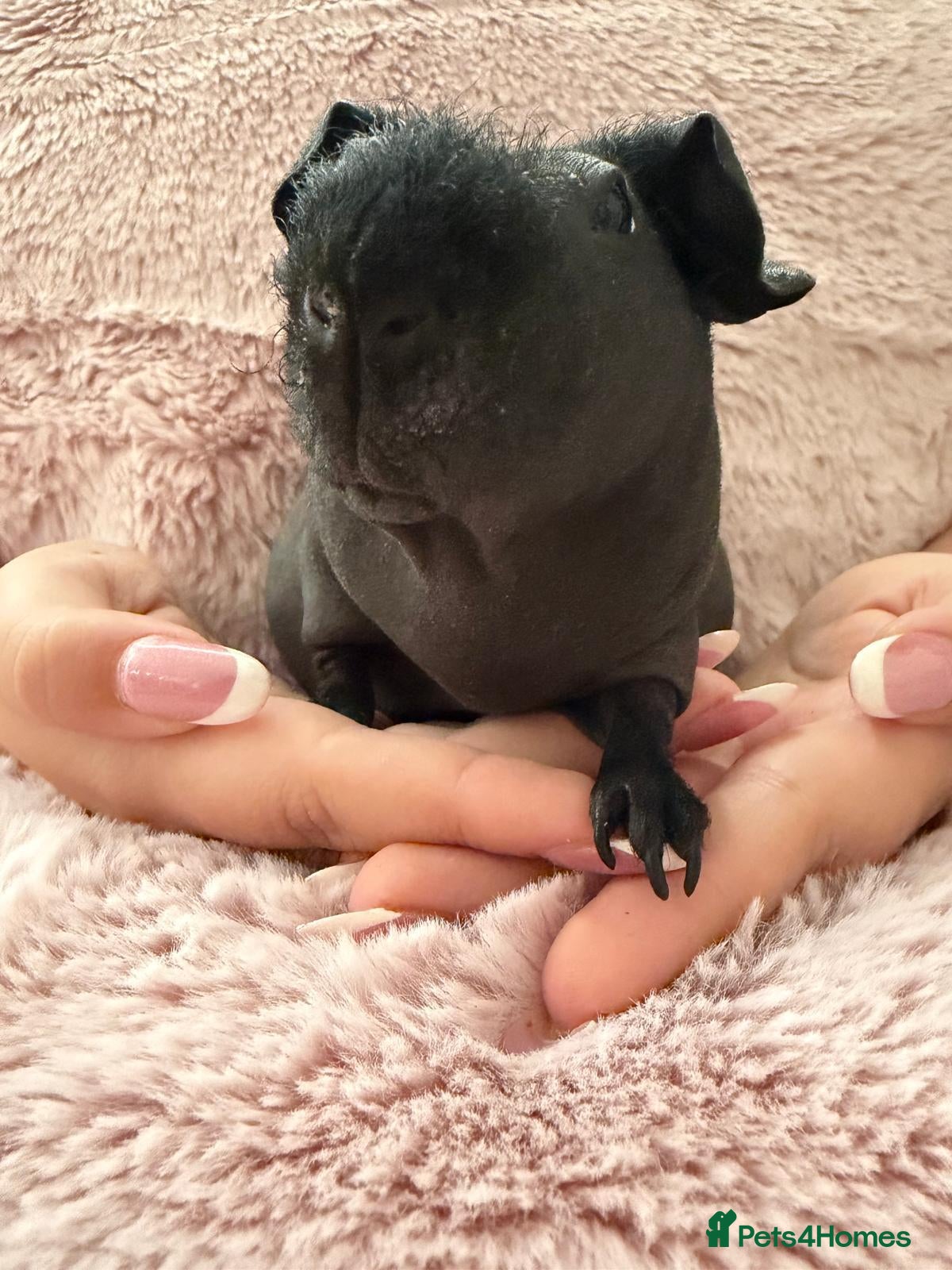 Guinea Pig rodents 2 beautiful skinny pigs  - Advert 1