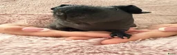 Guinea Pig rodents for sale: 2 beautiful skinny pigs  in Chichester - Advert 1
